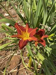 Hemerocallis