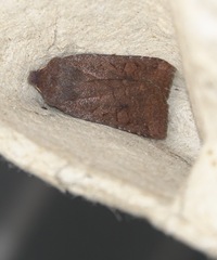 Conistra ligula