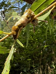 Limenitis