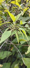 Montanoa