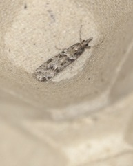 Eudonia angustea
