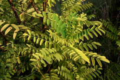 Robinia pseudoacacia