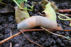 Krynickillus melanocephalus