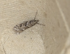 Eudonia angustea