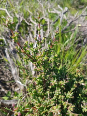 Drosanthemum asperulum