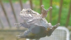 Hyla versicolor
