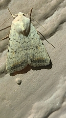 Caradrina montana