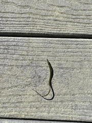 Syngnathidae