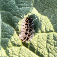 Lophocampa roseata