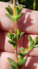 Drosanthemum asperulum