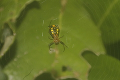 Micrathena funebris