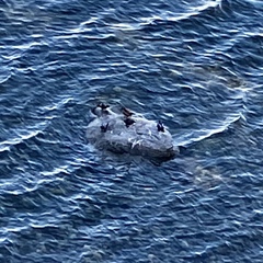 Histrionicus histrionicus