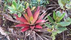 Tillandsia complanata