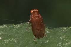 Acalyptratae