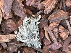 Ramalina