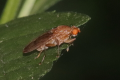 Acalyptratae