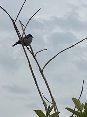 Conirostrum speciosum