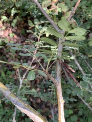 Caragana arborescens