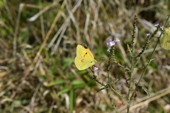 Colias croceus