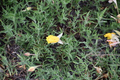 Oenothera hartwegii