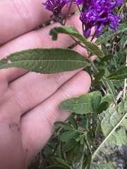 Vernonia