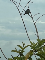 Conirostrum speciosum