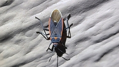 Melacoryphus lateralis