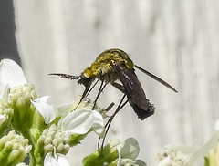 Lepidophora lepidocera