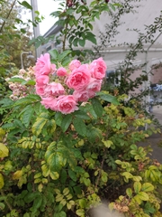 Rosaceae
