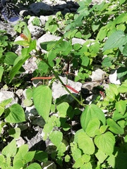Acalypha phleoides