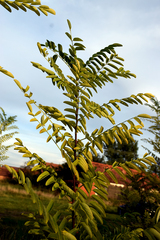 Robinia pseudoacacia