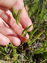 Drosanthemum calycinum