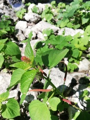 Acalypha phleoides
