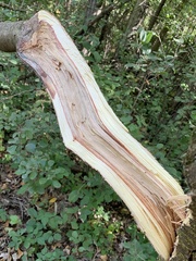 Caragana arborescens