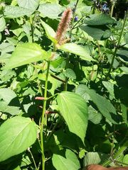 Acalypha phleoides