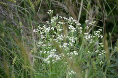 Parthenium confertum