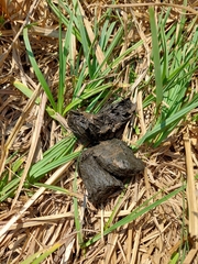 Stigmochelys pardalis