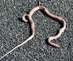 Masticophis flagellum testaceus