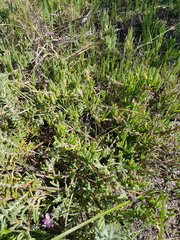 Drosanthemum calycinum