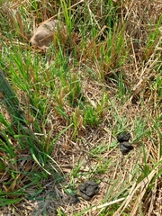 Stigmochelys pardalis
