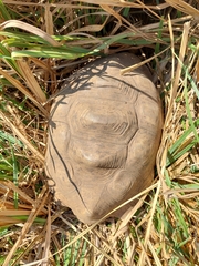 Stigmochelys pardalis