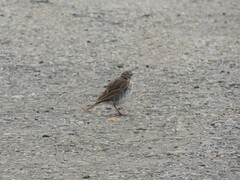 Anthus novaeseelandiae