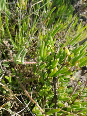 Drosanthemum calycinum