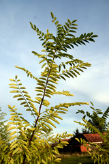 Robinia pseudoacacia