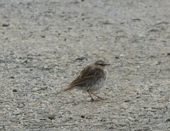 Anthus novaeseelandiae