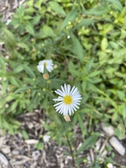 Symphyotrichum lanceolatum