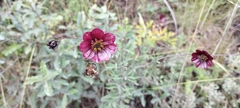 Cosmos scabiosoides