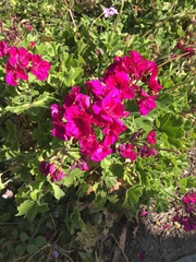 Pelargonium × hybridum
