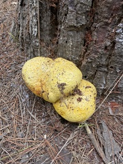 Buchwaldoboletus sphaerocephalus