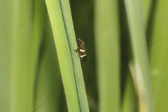 Aeneolamia albofasciata